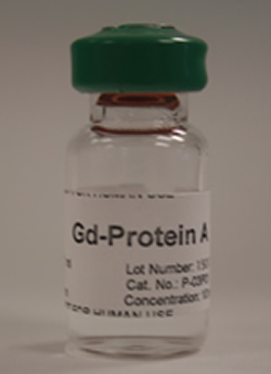 gadolinium-labeled Protien A for MRI preclinical imaging